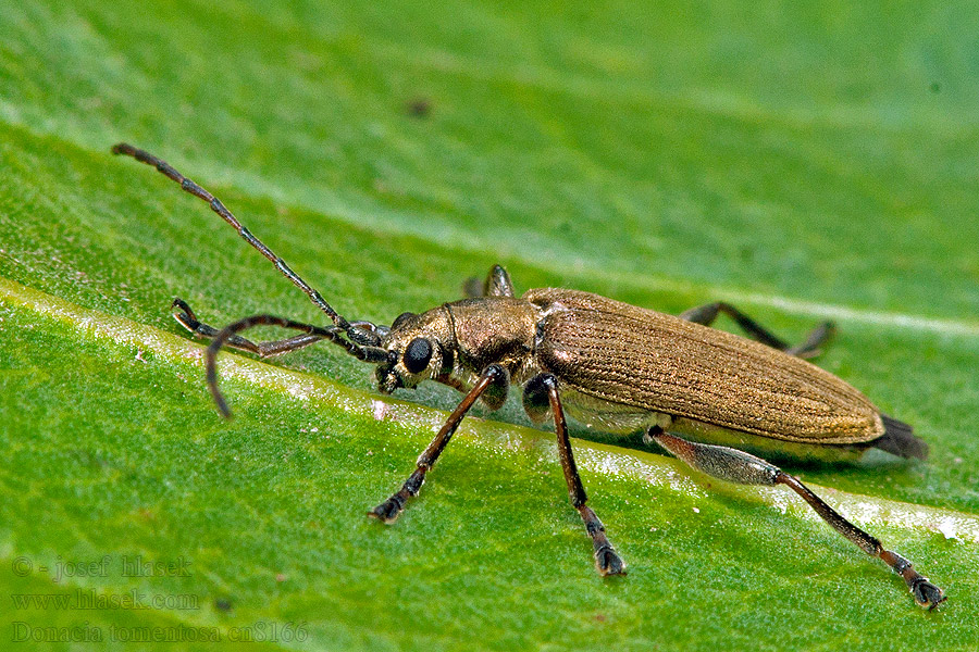 Donacia tomentosa