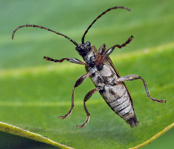 Donacia tomentosa