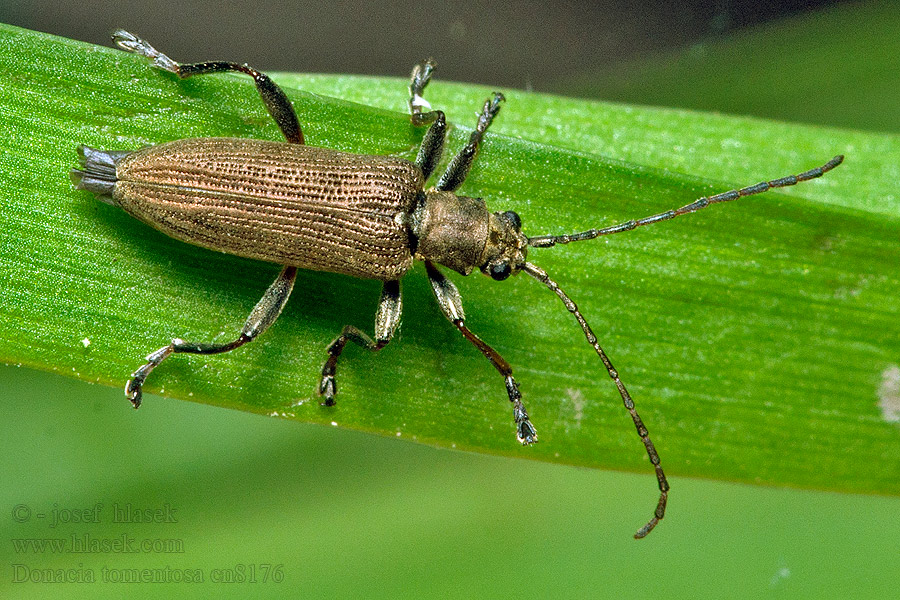 Donacia tomentosa