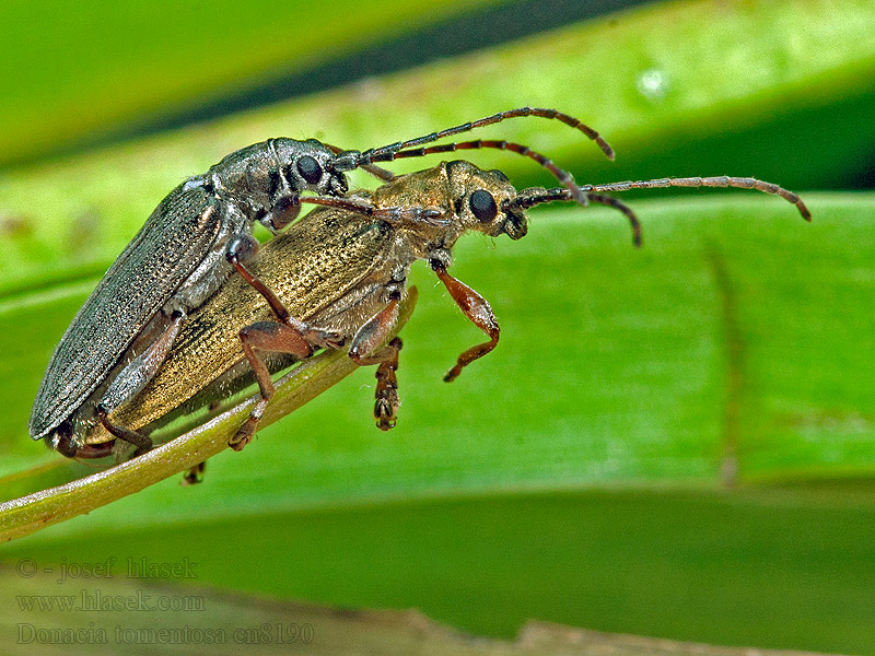 Donacia tomentosa