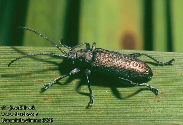 Donaciella cinerea Donacia hydrocharis 