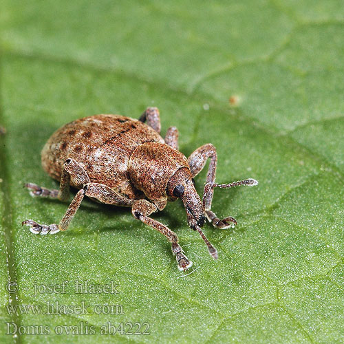 Donus ovalis Neoglanis