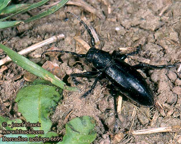 Dorcadion aethiops Fekete gyalogcincér Fuzáč čierny Kozlíček černý