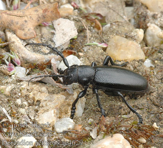 Dorcadion aethiops Kozlíček černý Fekete gyalogcincér Fuzáč čierny