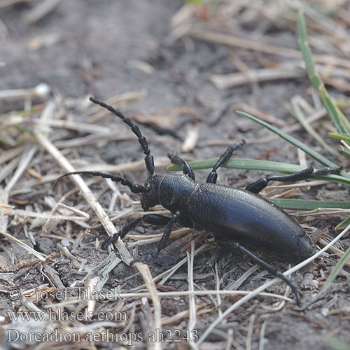 Fekete gyalogcincér Dorcadion aethiops