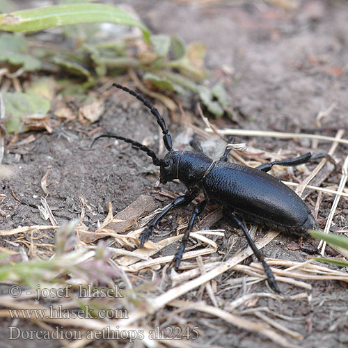 Fuzáč čierny Kozlíček černý Dorcadion aethiops