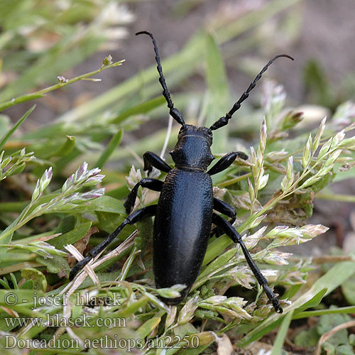 Fuzáč čierny Dorcadion aethiops