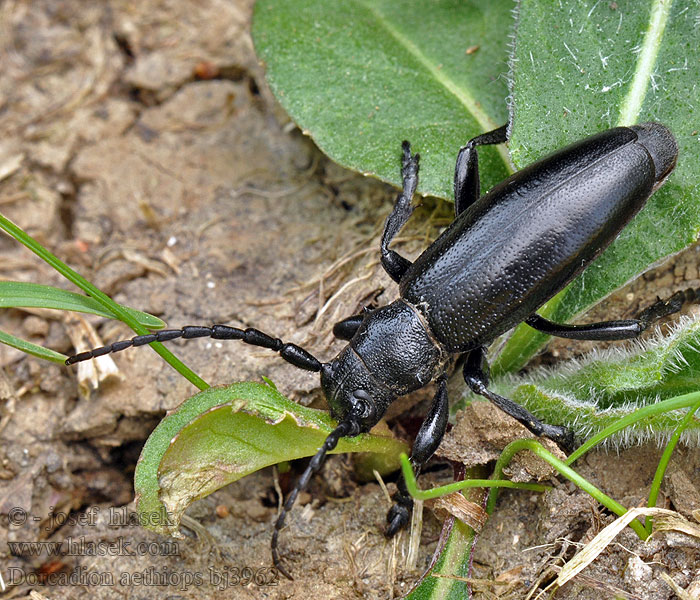 Kozlíček černý Dorcadion aethiops