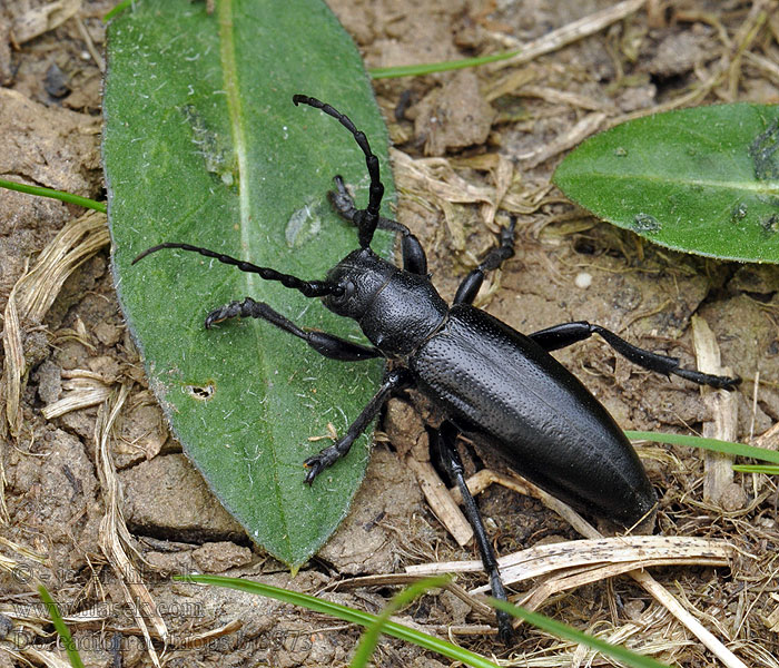 Dorcadion aethiops