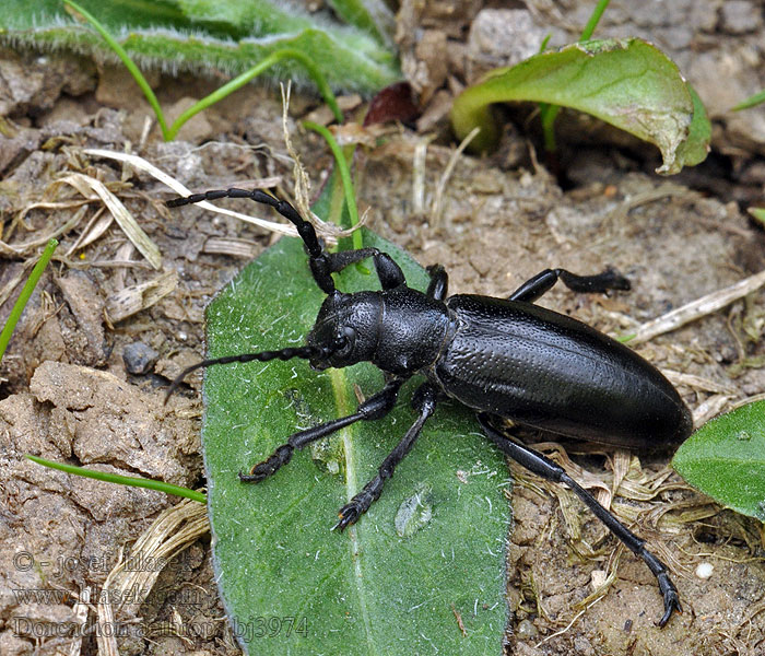 Dorcadion aethiops