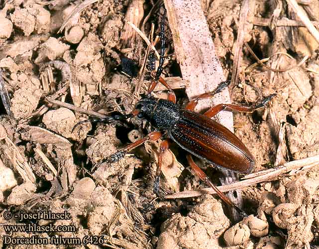 Dorcadion fulvum 6426 PL: taraniec płowy CZ: kozlíček hnědý