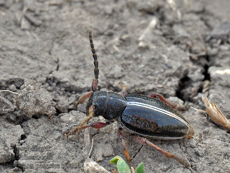 Dorcadion pedestre