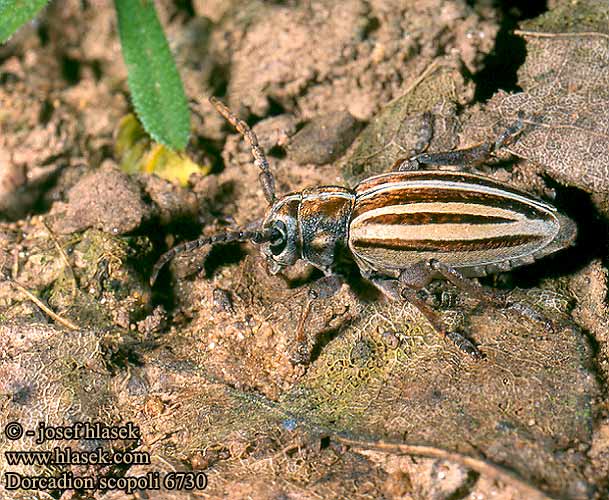 Dorcadion scopoli 6730 HU: Nyolcsávos gyalogcincér PL: taraniec paskowany