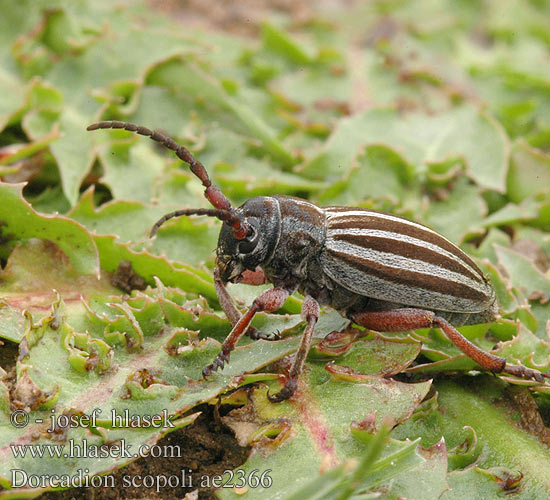 Dorcadion scopoli ae2366 HU: Nyolcsávos gyalogcincér PL: taraniec paskowany