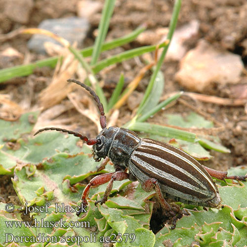 Dorcadion scopoli ae2379 HU: Nyolcsávos gyalogcincér PL: taraniec paskowany