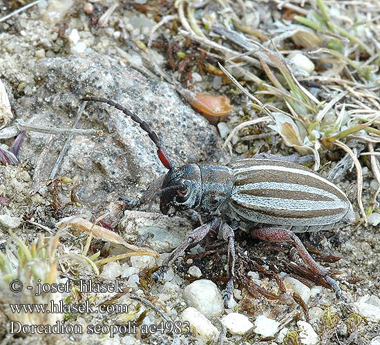 Dorcadion scopoli ae4983 HU: Nyolcsávos gyalogcincér PL: taraniec paskowany