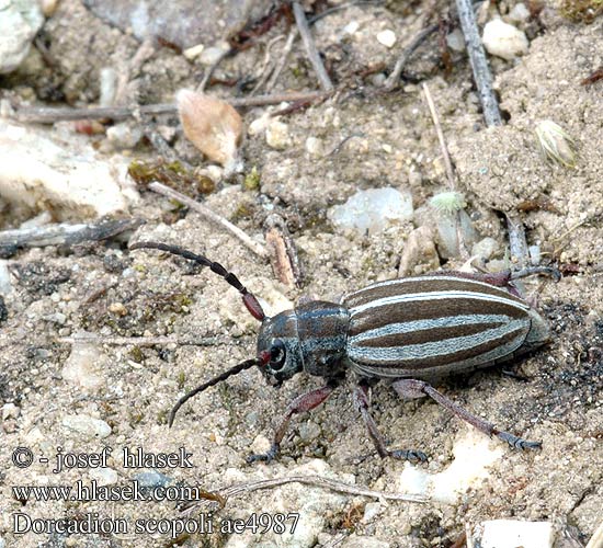 Dorcadion scopoli ae4987 HU: Nyolcsávos gyalogcincér PL: taraniec paskowany