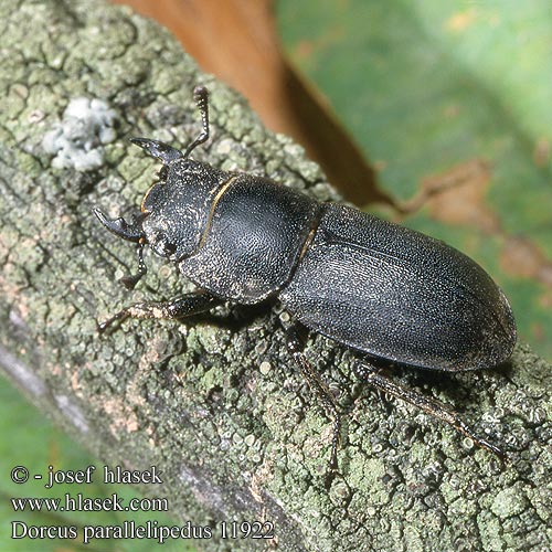 Lesser Stag Beetle Roháček kozlík Bøghjort ミワオオクワガタ Balkenschröter Petite biche Klein Vliegend Hert Kis szarvasbogár Ciołek matowy Roháčik obyčajný Рогач малий Dorcus parallelipipedus