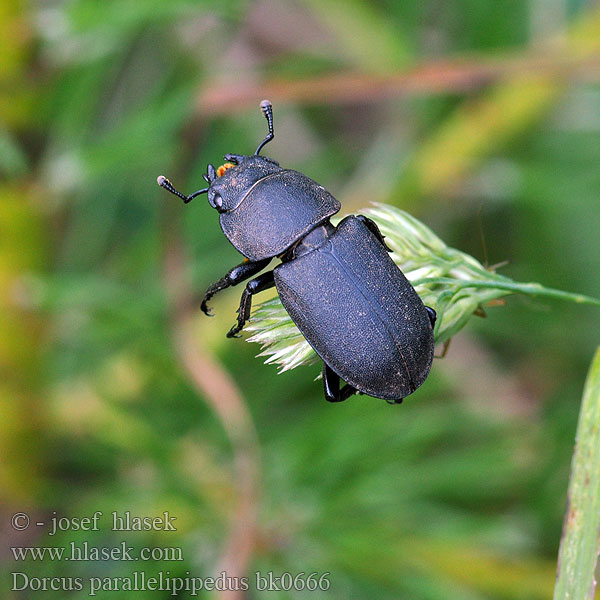 Dorcus parallelipipedus parallelopipedus Lesser Stag Beetle Roháček kozlík Оленёк обыкновенный Bøghjort ミワオオクワガタ Balkenschröter Petite biche Klein Vliegend Hert Kis szarvasbogár Ciołek matowy Roháčik obyčajný Рогач малий Platusis elniavabalis Bøkehjort Bokoxe