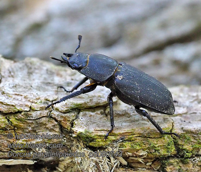 Dorcus parallelipipedus