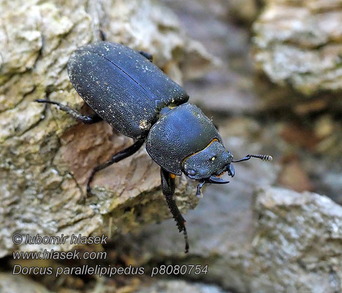 Dorcus parallelipipedus