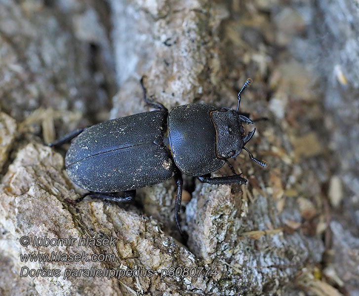 Dorcus parallelipipedus