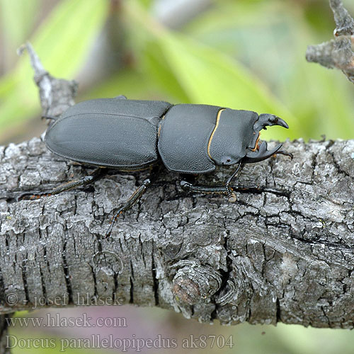 ミワオオクワガタ Balkenschröter Petite biche Klein Vliegend Hert Kis szarvasbogár Ciołek matowy Roháčik obyčajný Рогач малий Dorcus parallelipipedus Lesser Stag Beetle Roháček kozlík Bøghjort