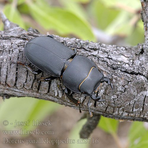 Dorcus parallelipipedus Lesser Stag Beetle Roháček kozlík Bøghjort ミワオオクワガタ Balkenschröter Petite biche Klein Vliegend Hert Kis szarvasbogár Ciołek matowy Roháčik obyčajný Рогач малий