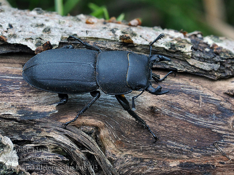 Dorcus parallelipipedus Roháček kozlík