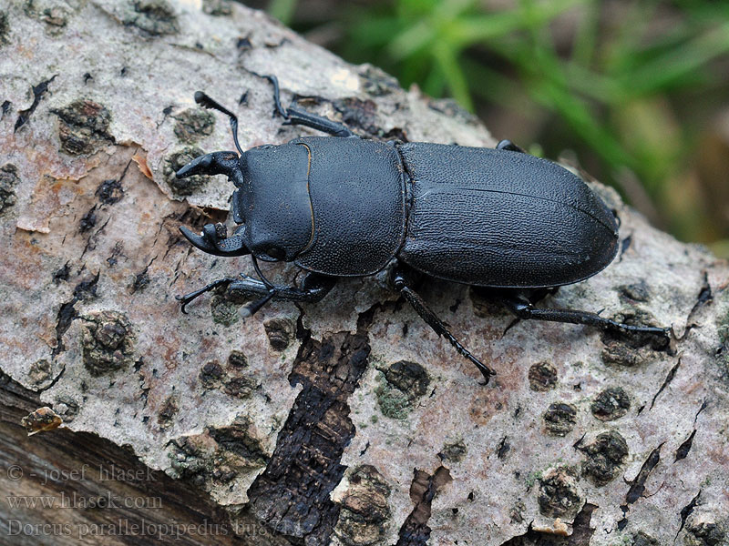 Dorcus parallelipipedus Оленёк обыкновенный