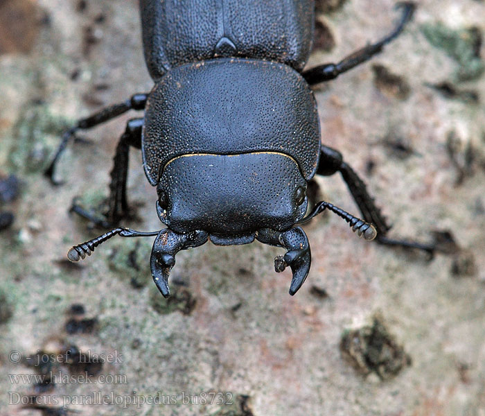 Dorcus parallelipipedus Bøghjort ミワオオクワガタ