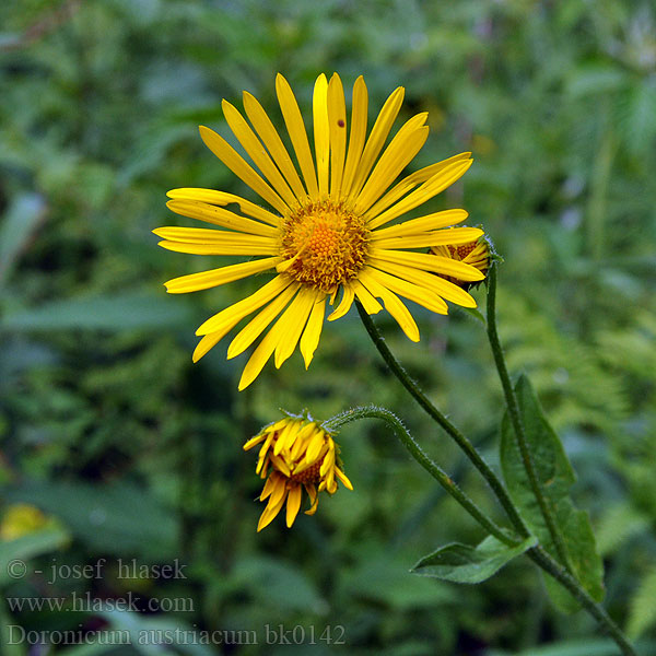 Doronicum austriacum Doronico austriaco Osztrák zergevirág