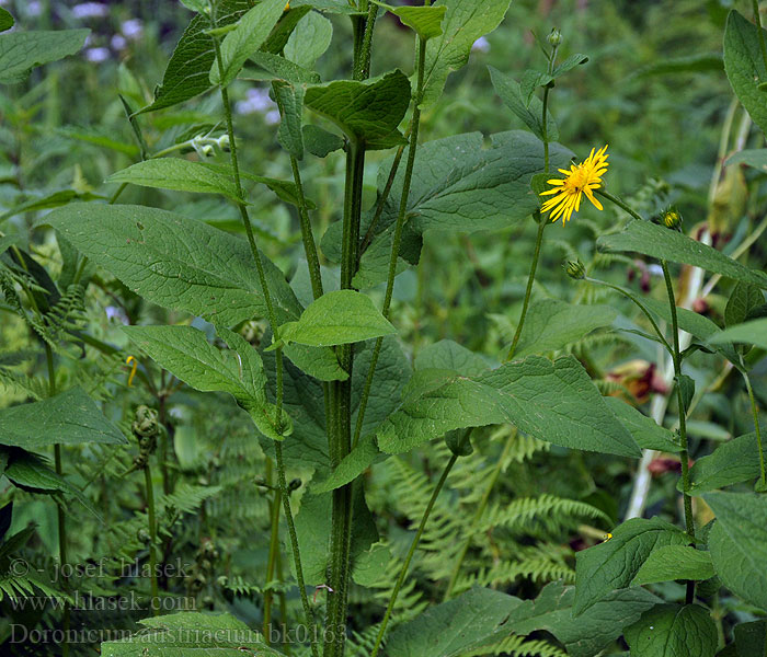 Doronicum austriacum Österreichische Gemswurz