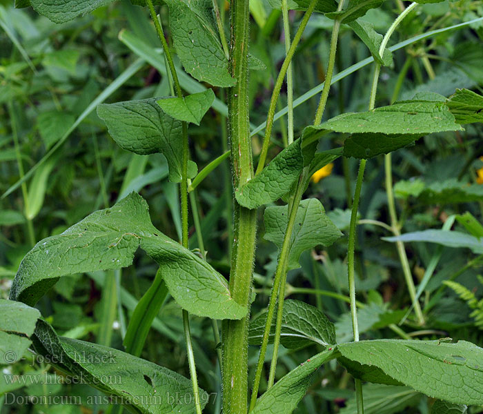 Doronicum austriacum Omieg gorski Kamzičník rakúsky