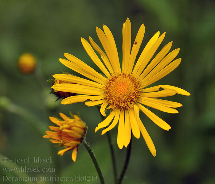 Doronicum austriacum Kamzičník rakouský Doronic Austria