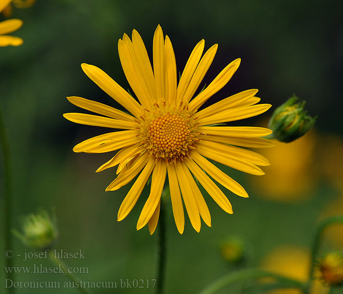 Österreichische Gemswurz Doronicum austriacum