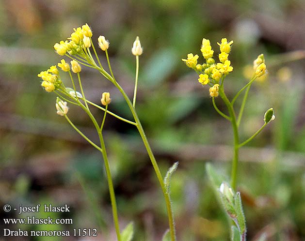 Draba nemorosa Yellow Whitlow-grass whitlowort Keltakynsimö Drave bois