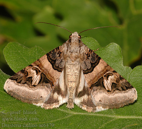 Drasteria cailino