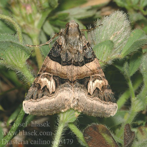 Drasteria cailino