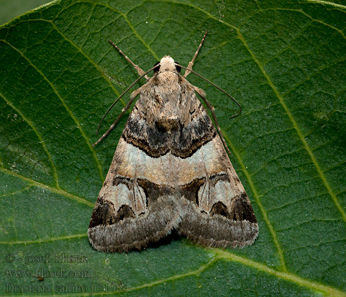 Drasteria cailino