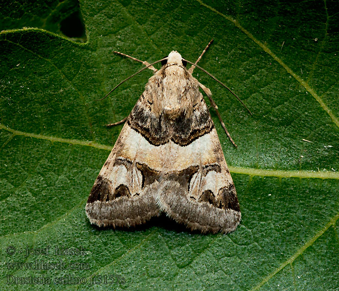 Drasteria cailino