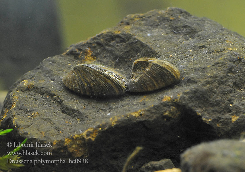 Dreissena polymorpha Slávička mnohotvárná Wandermuschel