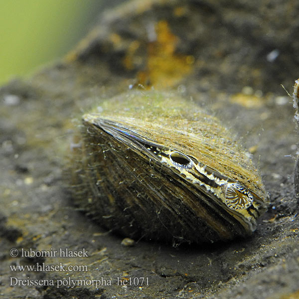 Racicznica zmienna Речная дрейссена Driehoeksmossel Zebra mussel