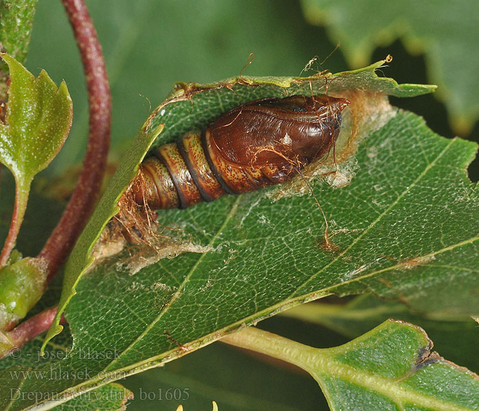 Drepana curvatula Dusky Hook-tip