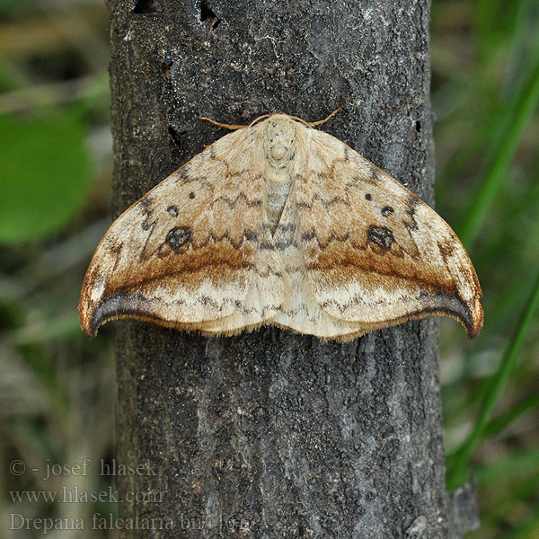 Drepana falcataria Pebble Hook-tip Heller Sichelflügler