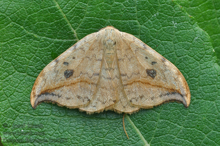 Drepana falcataria