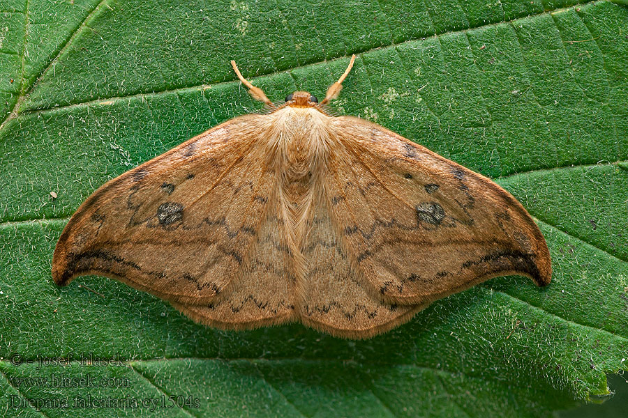 Drepana falcataria