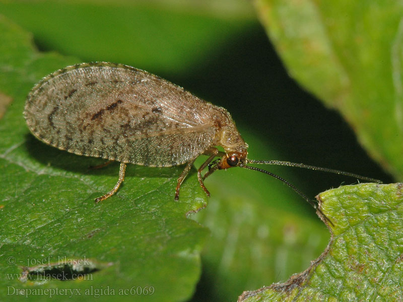 Drepanepteryx algida