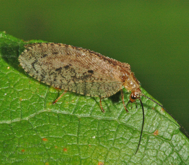 Drepanepteryx algida