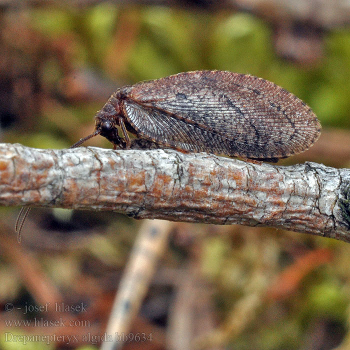 Drepanepteryx algida